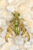 Chaetorellia sp.